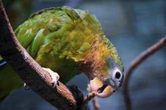 Parrot sitting on a branch and nibbling on something, Parrot, Jamaica Amazon 29664 Walsrode,