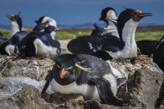 Rockhopper penguin (Eudyptes chrysocome) on its nest in a cormorant colony, Pebble Island, Falkland
