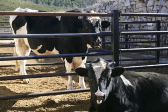 Friesian cow couple eating on the farm