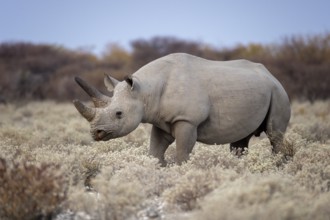 Black rhino, Diceros bicornis, Etosha National Park, Namibia, Africa