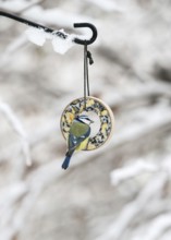 The little blue tit (Cyanistes caeruleus) sits on the bird feeder ring in the snow-covered winter
