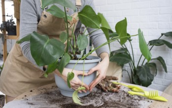 Repotting a home plant Philodendron Monstera deliciosa into a new pot in home interior. Caring for