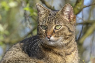 Portrait of a Young tabby cat resting in the sun in spring. Alsace, France, Europe