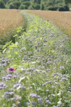 Flower strips in cereal fields, biodiversity, agriculture, agribusiness, Schöntal, Jagsttal, Jagst,