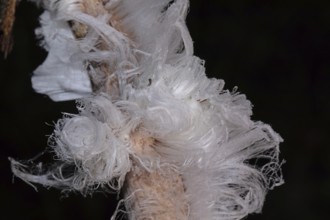 Hair ice fruiting bodies white wavy ice needles on tree trunk