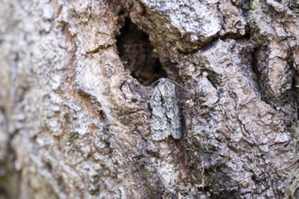 Golden-haired Bark Owl (Acronicta auricoma), sits perfectly camouflaged on bark, North