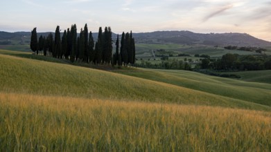 Val d'orcia, landscape, italy