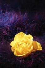 Yellow rose flower over soft feather purple and pink dark background