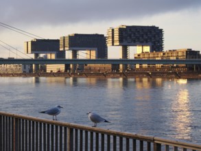 Seagulls on the Rhine, behind them the crane houses, sunrise, Cologne, Germany, Europe