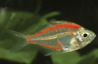Parambassis ranga, 'Indian glass perch, Indian glass perch, Other animals, Fish, Perch-like,