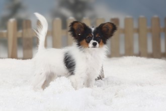 Papillon, puppy, 4 months, butterfly doggy, continental dwarf spaniel, sideways
