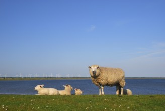Domestic sheep on dyke, Nordstrand Island, Schleswig-Holstein, Germany, Europe