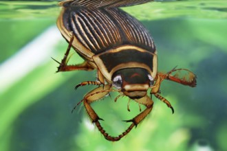 Great diving beetle (dytiscus marginalis), Dytiscidae, Other animals, Insects, Beetles, Animals,