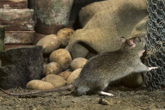 Common Rat (Rattus norvegicus) in cellar