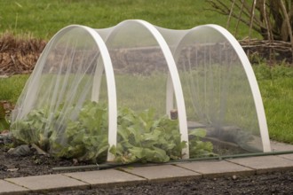 Insect netting protecting young plants growing in a garden bed