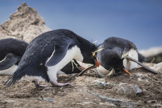 Rockhopper penguin (Eudyptes chrysocome), breeding pair at the nest, Pebble Island, Falkland