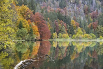 Reflection of colourful autumn trees in a calm lake, Feldsee, Black Forest, Germany, Europe