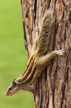Small chipmunk sitting on tree closeup