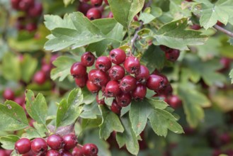 Common hawthorn (Crataegus monogyna), Forest Botanical Garden, Tharandt, Saxony, Germany, Europe