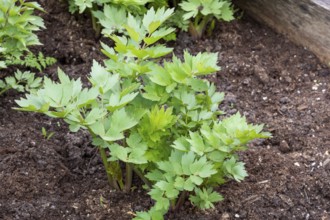 Spices and Herbs, Lovage plant (Levisticum officinale) growing in the garden