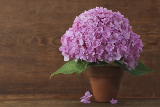 Blossoming pink hydrangea in pot on the wooden background