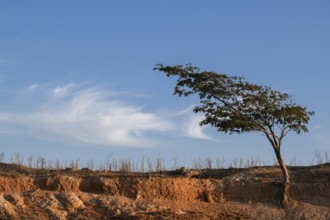 Lonely tree on a dry field against blue sky. Cyprus farmland