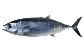 Bluefin tuna isolated on white Thunnus thynnus saltwater fish