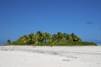 Coconut palm (Cocos nucifera), grove on Motu, Tetiaroa, atoll, Marlon Brando Island, French