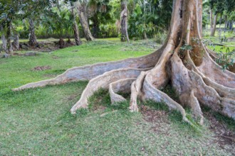 Taproots, roots, fig tree (Ficus cordifolia) Sir Seewoosagur Ramgoolam Botanical Garden, SSR
