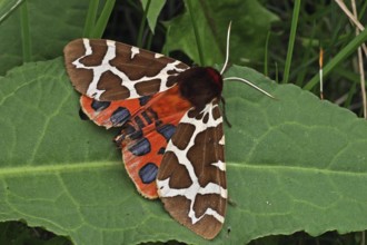 Garden tiger moth (Arctia caja)