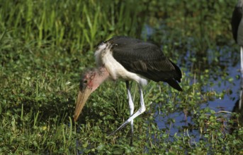 MARABOU STORK (leptoptilos crumeniferus), ADULT LOOKING FOR FOOD IN SWAMP, TANZANIA