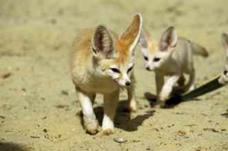 Fennec or desert fox, fennecus zerda, mother with young
