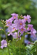 Outdoor, Garden Gloxia, Garden Gloxia (Incarvillea delavayi) (Incarvillea delava), Garden Gloxia,