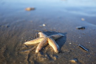 Starfish (Asteroidea) on the beach, blurred background, North Sea, Zandvoort, Netherlands