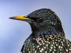 Starling (Sturnus vulgaris) in spring plumage, close-up, Hochrhein, Baden-Württemberg, Germany,