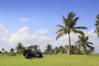 Golf course tropical palm trees in mayan riviera Mexico