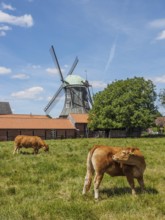 Cows on a pasture with a windmill and farm buildings in the background, südlohn, münsterland,