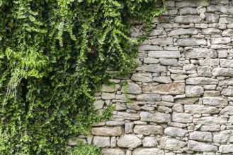 Old stone wall with ivy as background