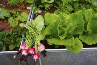 Radishes harvest in an orchard at urban garden radish plants