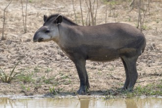 Lowland tapir (Tapirus terrestris), Pantanal, inland, wetland, UNESCO Biosphere Reserve, World