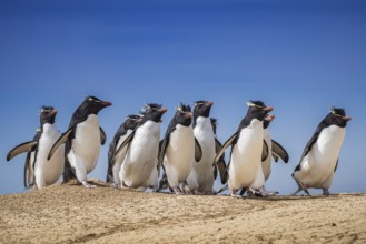 Rockhopper penguins (Eudyptes chrysocome) on the way to their colony, Pebble Island, Falkland