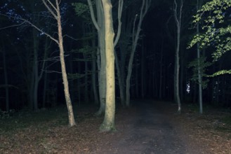 An image of a dark forest at night