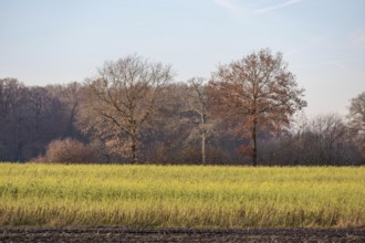 Open field with trees in autumn and bright sky, Borken, münsterland, North Rhine-Westphalia,