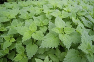 Nettle carpet (Urtica), stinging nettles, medicinal plant, Pfaffenhofen an der Ilm, Ilmtal,