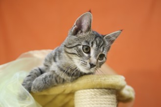 Cat child