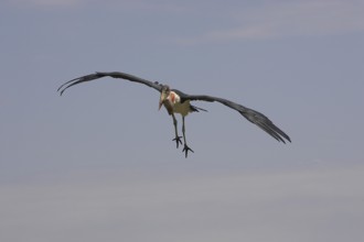 Marabou Stork (leptoptilos crumeniferus), Adult in Flight, Masai Mara Park in Kenya