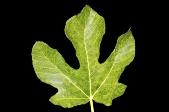 Green fig leaf, studio shot with black background