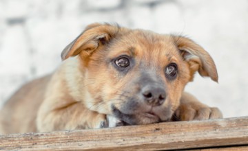 Sad red mongrel puppy lays on wooden table