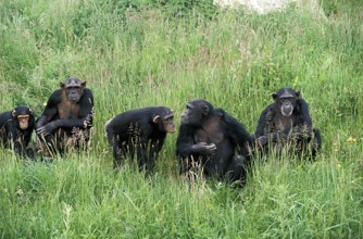 CHIMPANZEE (pan troglodytes), GROUP STANDING IN LONG GRASS