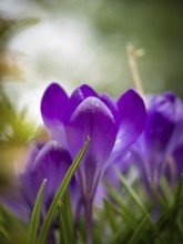 Crocuses